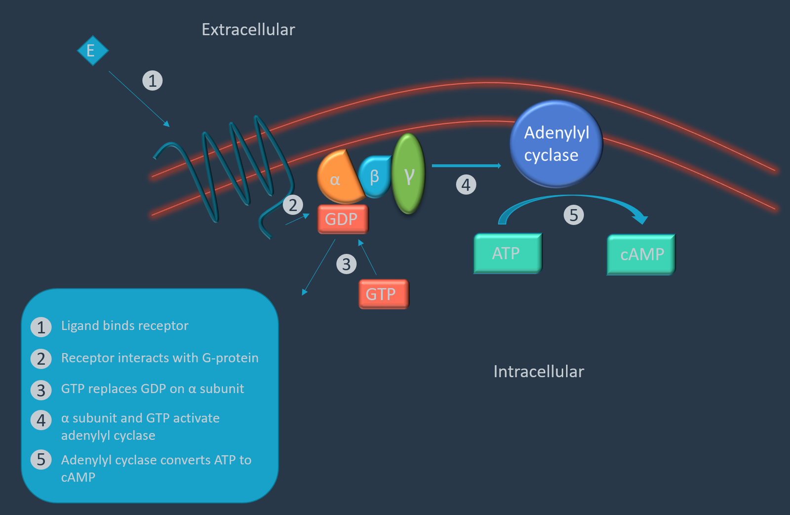 Drug-Receptor Interactions